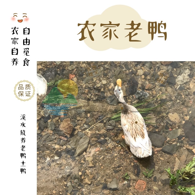 千岛湖三年农家老鸭现杀鸭子麻鸭鸭肉/鸭肉制品