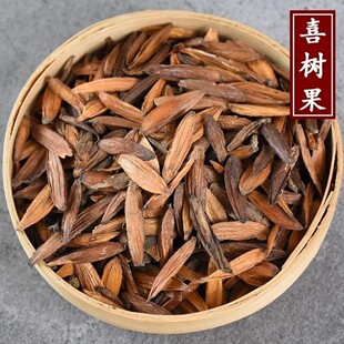 材喜树果1公斤千丈树 水栗子真货