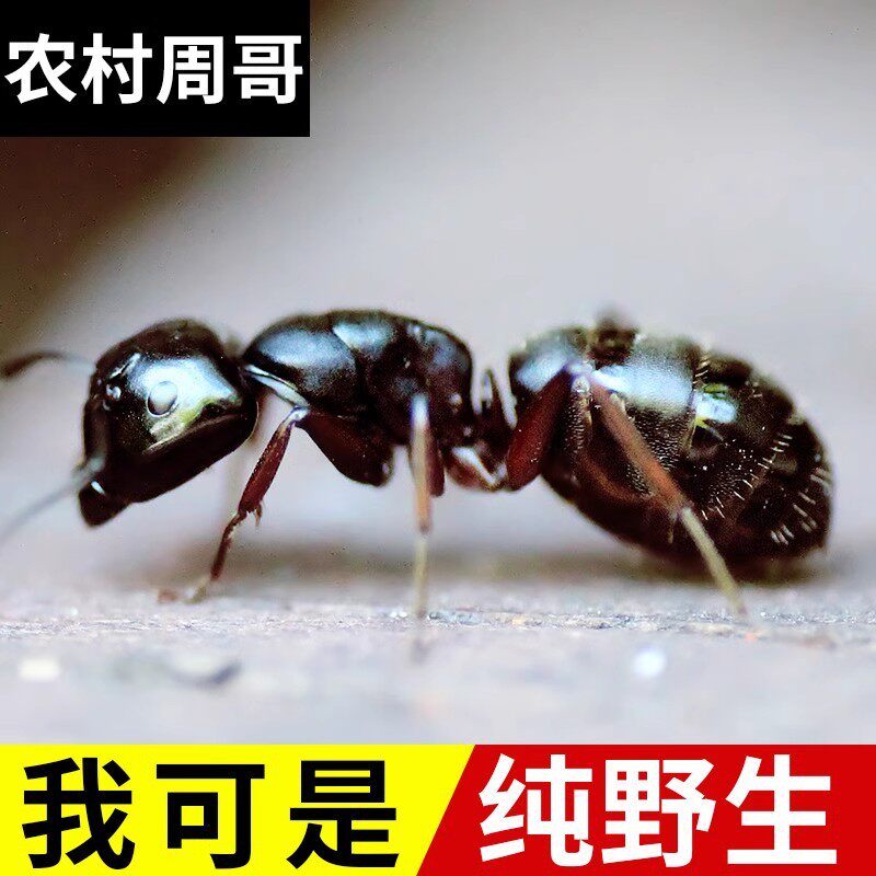 野生黑蚂蚁干材正宗天然料多刺蚁食用黑蚂蚁粉皮粉麻干