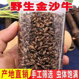 【真野生】金沙牛金砂牛虫蚁狮正品地牯牛倒退虫无杂质全干无硫熏