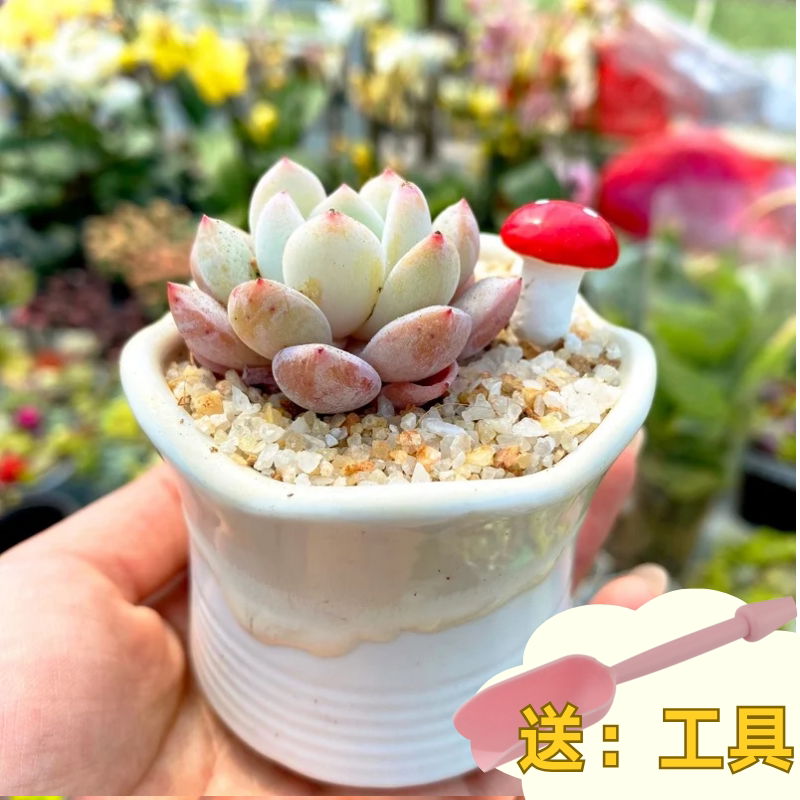 多肉植物组合盆栽套餐多肉DIY微景观材料包含盆含土室内绿植包邮