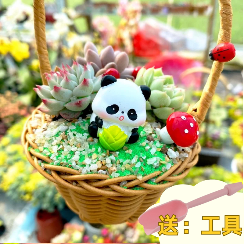 多肉植物组合盆栽套餐多肉DIY微景观材料包含盆含土室内绿植包邮