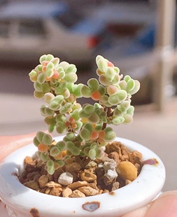 莱斯枝干番杏全场9.9包邮发货