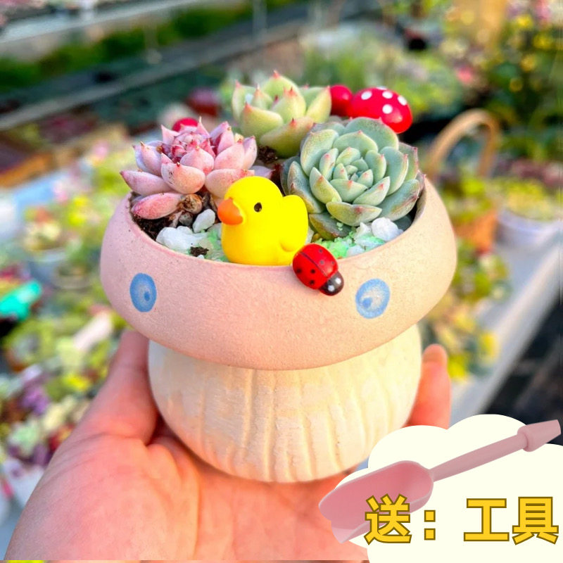 多肉植物组合盆栽套餐多肉DIY微景观材料包含盆含土室内绿植包邮