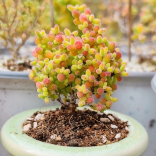 糖球枝干番杏红色蜜橘糖球金桔蜜橘糖果多肉迷你盆栽多肉植物可爱