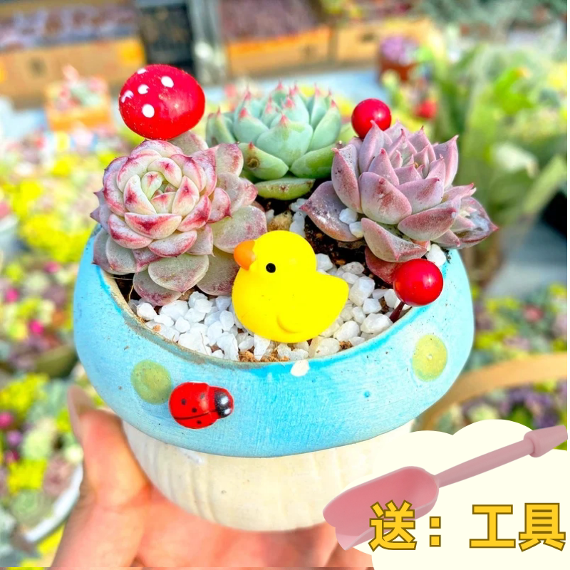 多肉植物组合盆栽套餐多肉DIY微景观材料包含盆含土室内绿植包邮