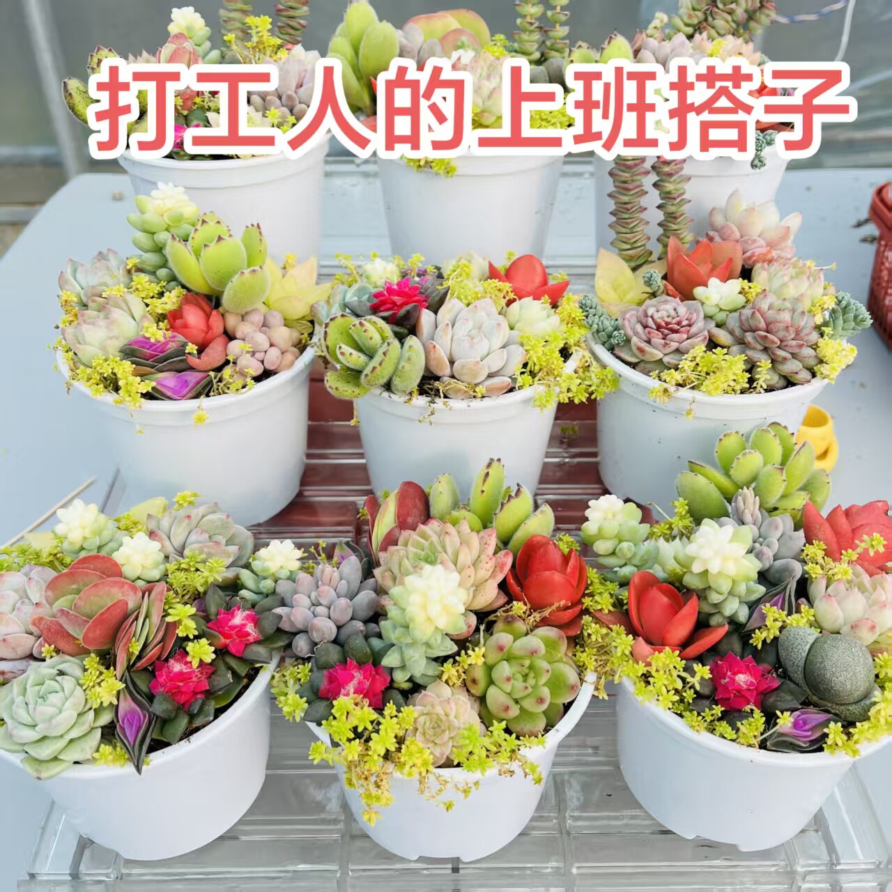 多肉植物批发基地多肉盆栽多肉直多肉植物