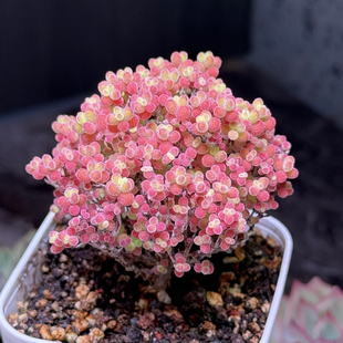 糖果色蜜橘糖球枝干番杏多肉植物冰晶新手好养可爱造型