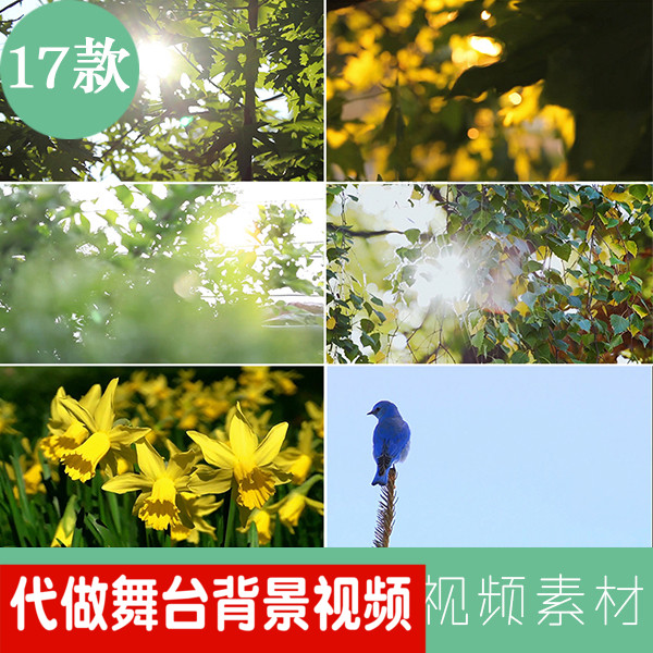 小淸新自然风光清晨阳光透过树木森林风景 绿色青草