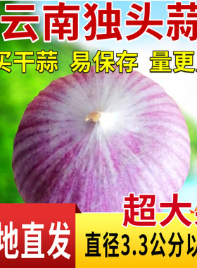 云南紫皮独头蒜出口品质特大果