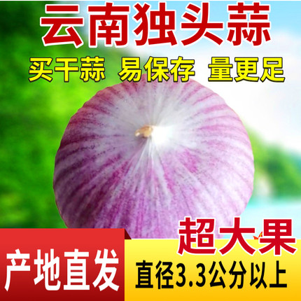 【出口品质】云南紫皮独头蒜独蒜正宗紫皮大蒜头新干蒜特大果包邮