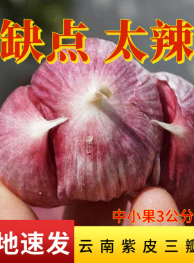 新鲜紫皮大蒜干蒜头蒜香浓郁
