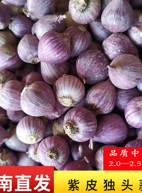 十足干蒜独头蒜云南产地直发