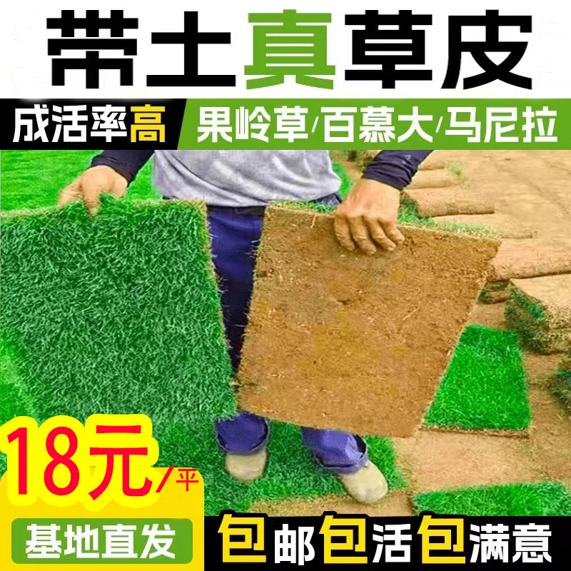 南京庭院草坪花园草皮马尼拉四季青果岭草别墅免剪带泥土草坪