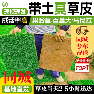 同城本地带土真草坪马尼拉果岭草百慕大草皮别墅花园庭院草坪绿化