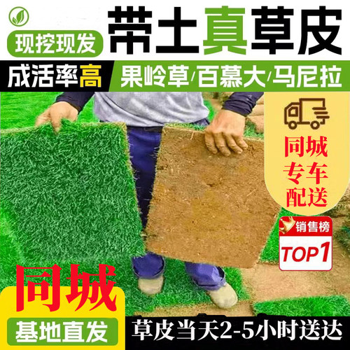 同城马尼拉草坪草皮青果岭草坪