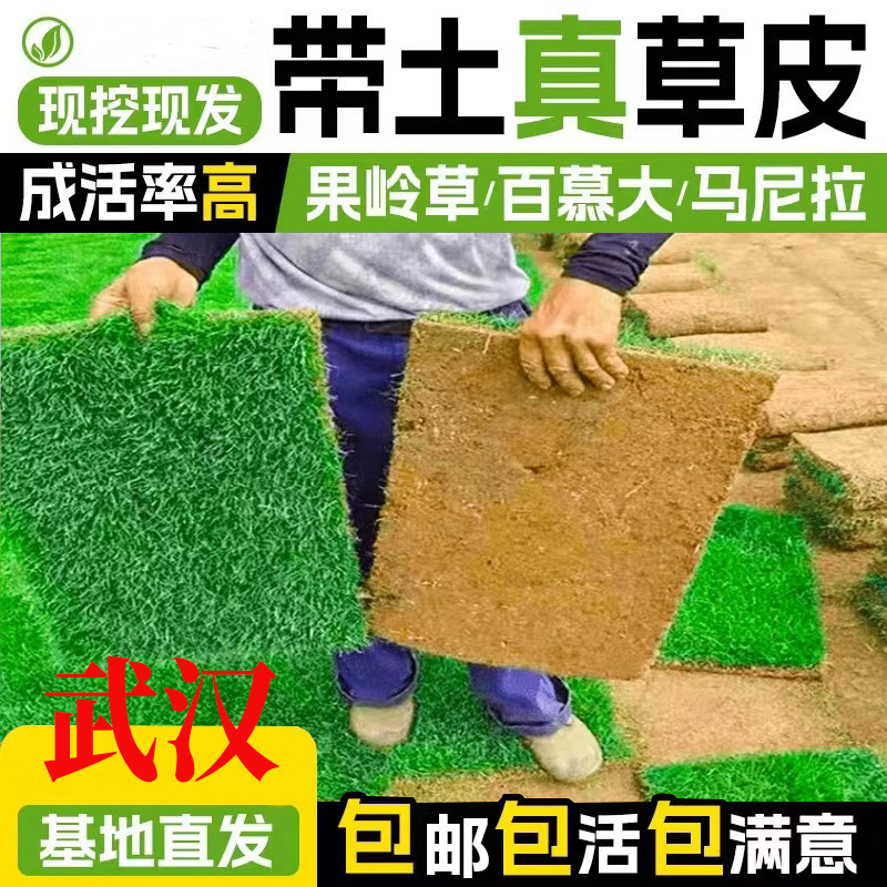 武汉带土真草坪马尼拉果岭草百慕大草皮别墅花园庭院草坪绿化包邮