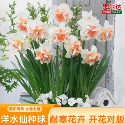 25年现货 5球装荷兰进口洋水仙种球进口重瓣水仙球水培土培有香味