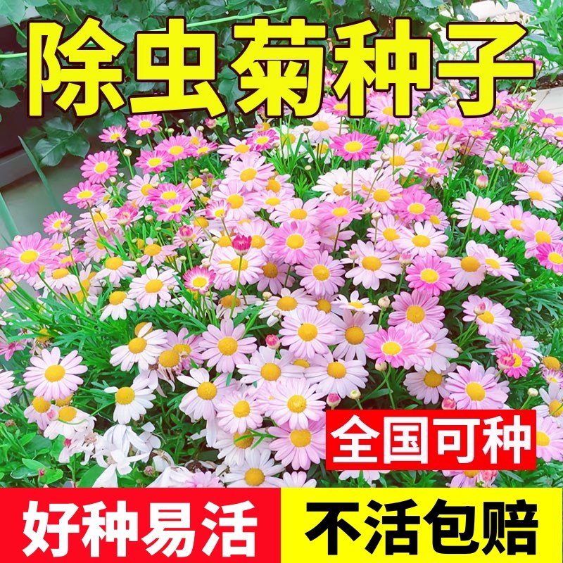 除虫菊糖果菊花种子玛格丽特花种籽孑室外格桑花花籽四季播种开花