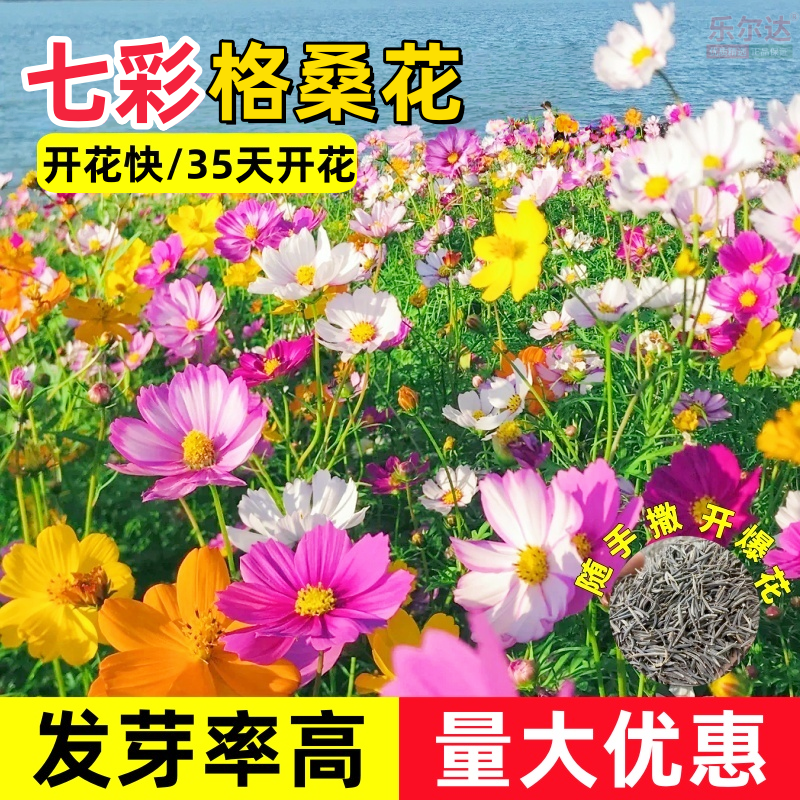 七彩格桑花种子籽四季播种