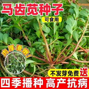 食用马齿笕种子保健野菜长寿菜野生食用马齿苋阳台四季青菜菜籽子