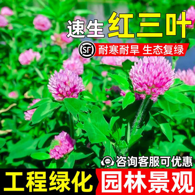 进口三叶草种子红三叶白三叶草籽四季常青草坪果园绿肥庭院种籽子