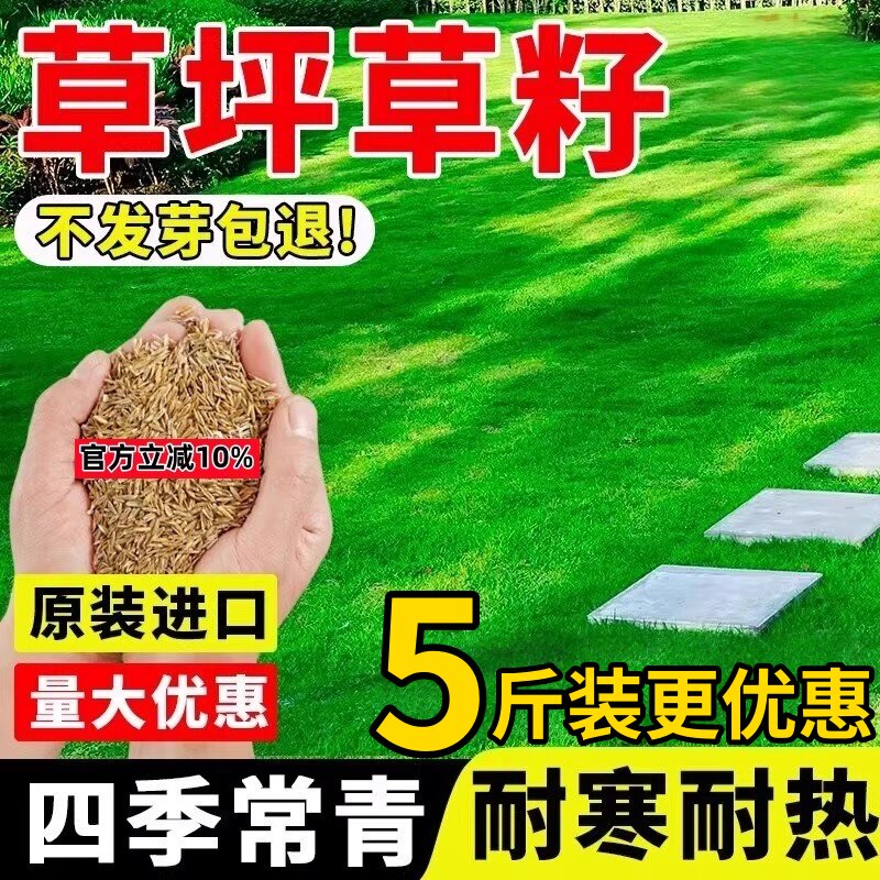 草坪草籽种子四季常青绿化地毯草黑麦草高羊茅护坡草皮种子草种籽