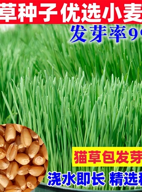 小麦猫草种子四季播种大麦燕麦黄豆芝麻花生籽芽苗菜猫薄荷排毛球