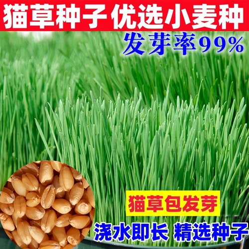 小麦猫草种子四季播种大麦燕麦黄豆芝麻花生籽芽苗菜猫薄荷排毛球