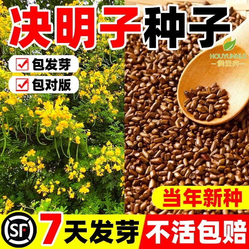 决明子种籽护坡固土植物灌木草种子枣林景观绿化边坡高速公路草籽