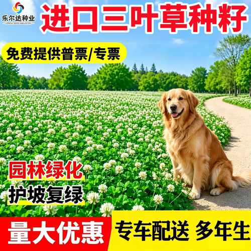 白三叶草种籽红花绿化种子三叶草