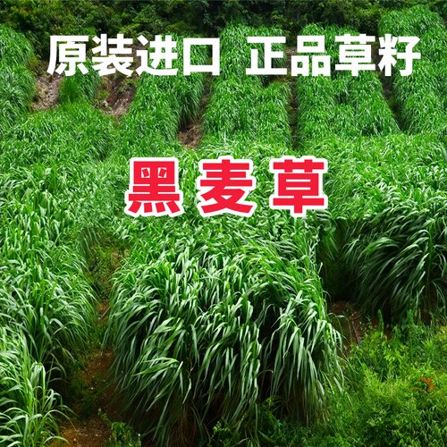 循环多次收割牧草高产草籽