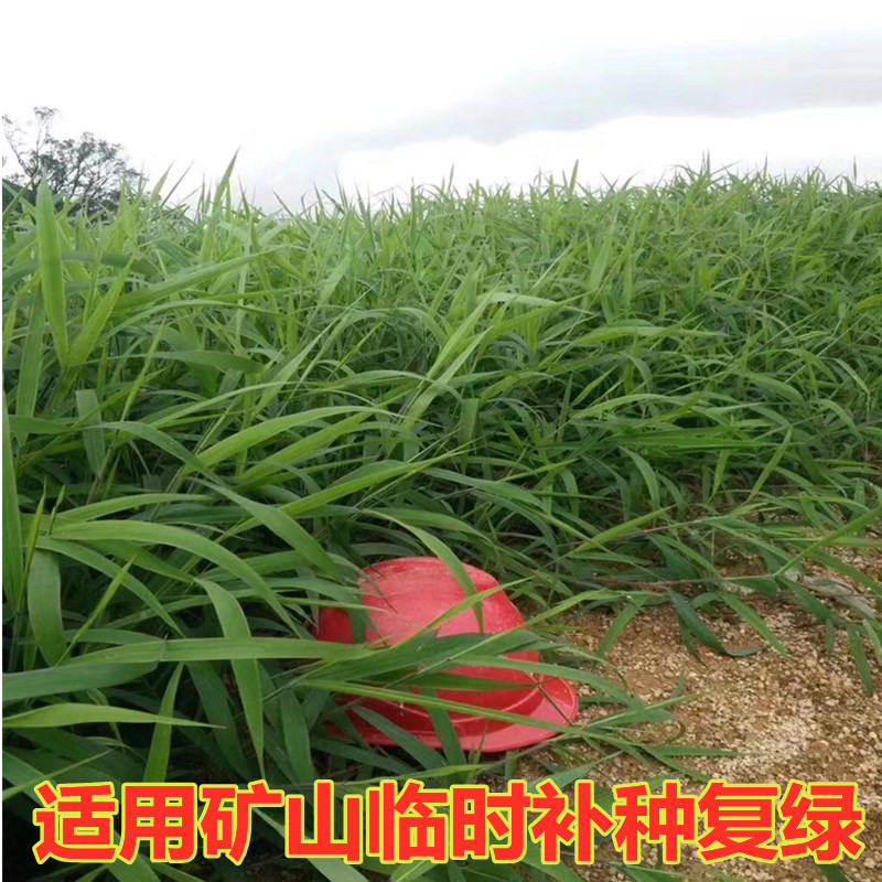 绿化草籽工程草坪草种籽道路护坡小区草籽种草坪草子矿山复绿种子