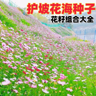 护坡种子野花组合朱武大花花籽易活四季室外格桑花波斯菊花籽大全