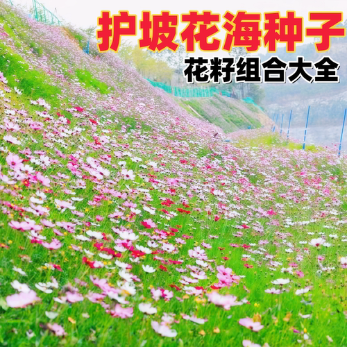 护坡草籽护坡花籽大全