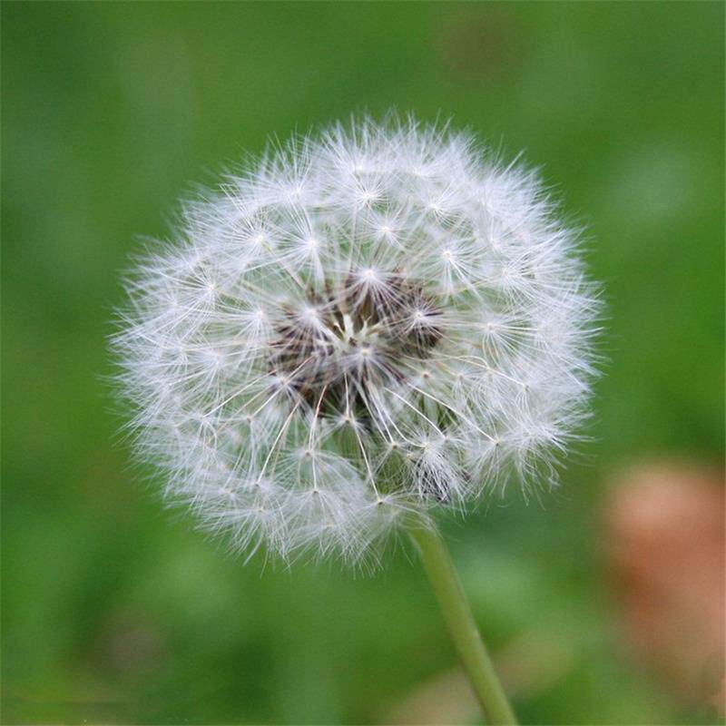 蒲公英种子药盆栽蔬菜青菜种籽荠菜婆婆丁孑花种籽子四季播种开花