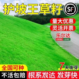 草坪草籽四季常青免修剪狗牙根果岭草护坡草皮耐寒草黑麦草种子孑