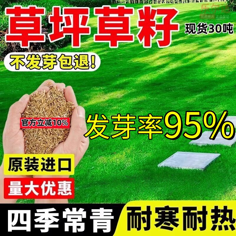 草坪草籽种子四季常青绿化地毯草黑麦草高羊茅护坡草皮种子草种籽