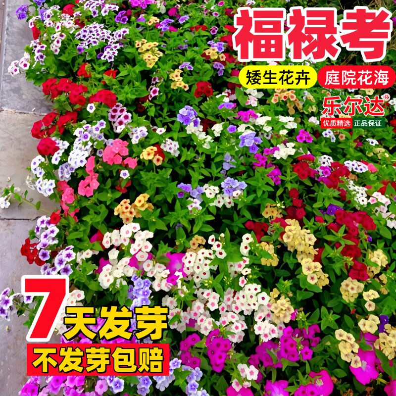 低矮耐寒福禄考花籽花种四季庭院盆栽室外北方福禄考阳台花种花孑图片