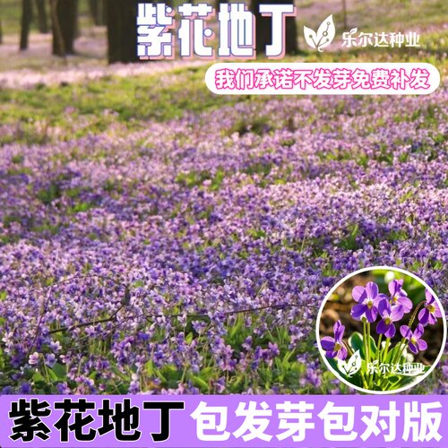 耐寒紫花地丁花海籽种子