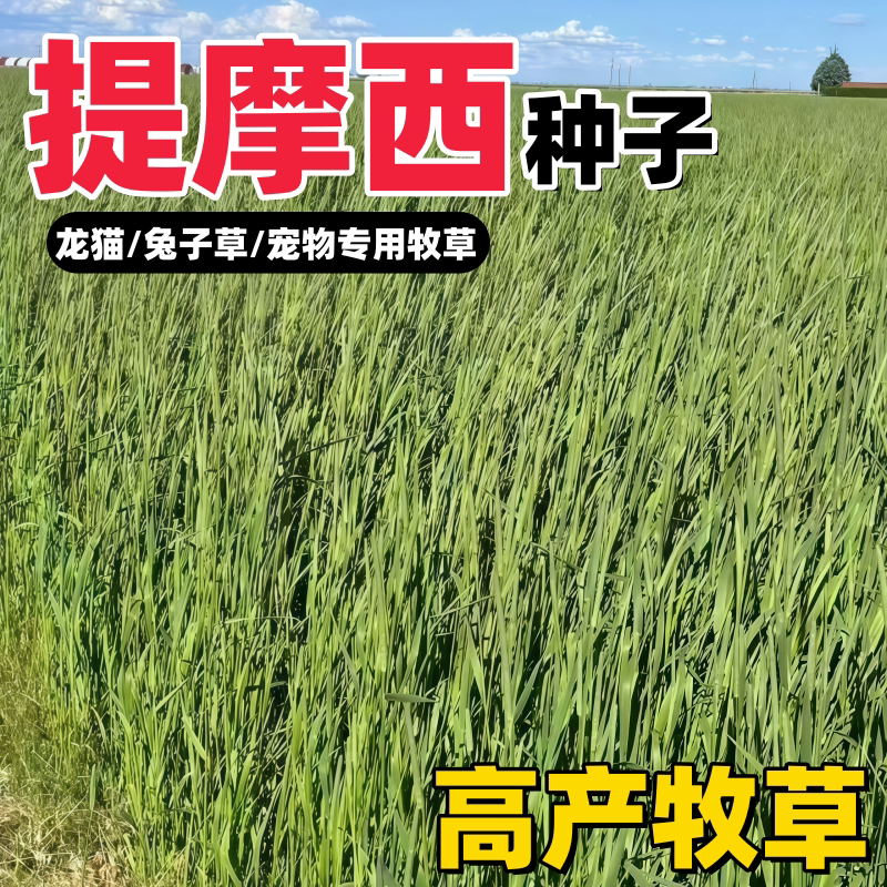 提摩西种子籽提草梯牧草养兔荷兰猪豚鼠等多年生牧草种子宠物爱吃