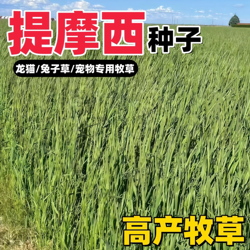 兔鼠猫爱吃提摩西草种子