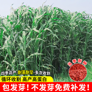 大力士甜高粱牧草种子高丹王草种籽牛羊鸭鹅草籽鱼草种籽四季高产