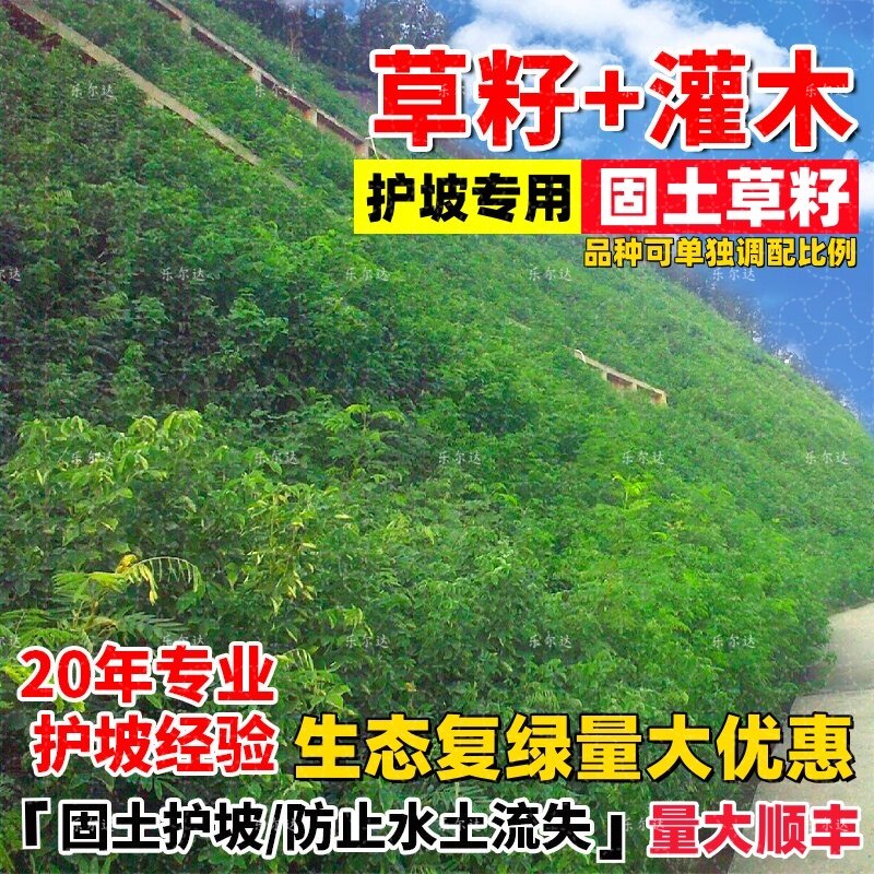 灌木草种子护坡固土草籽四季常青边坡绿化草坪耐干旱狗牙根草种籽
