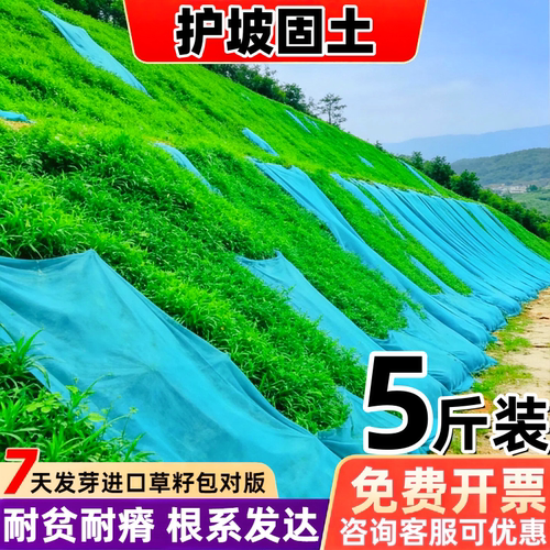 护坡固土草籽护坡狗牙根庭院矮生地毯草绿化高羊茅黑麦草种子籽孑