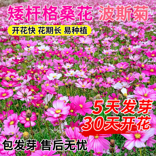 波斯菊花海种籽野花组合