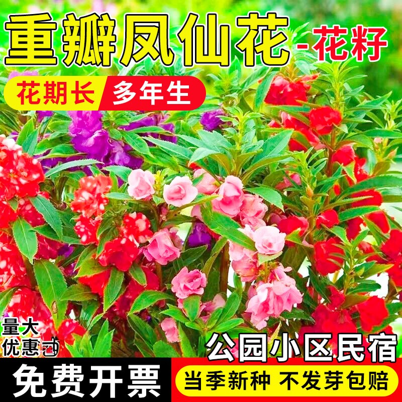 花种籽子四季播种凤仙花种子指甲花种籽鲜花种子室内阳台盆栽易种