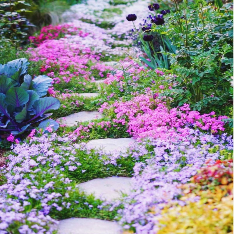 芝樱花四季花子种四季开花