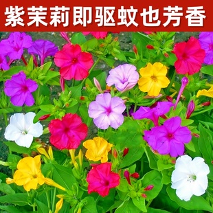 紫茉莉孑花粉豆花状元花地雷花种籽茉莉花籽花种籽子四季播种开花