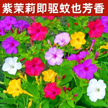 紫茉莉孑花粉豆花状元花地雷花种籽茉莉花籽花种籽子四季播种开花